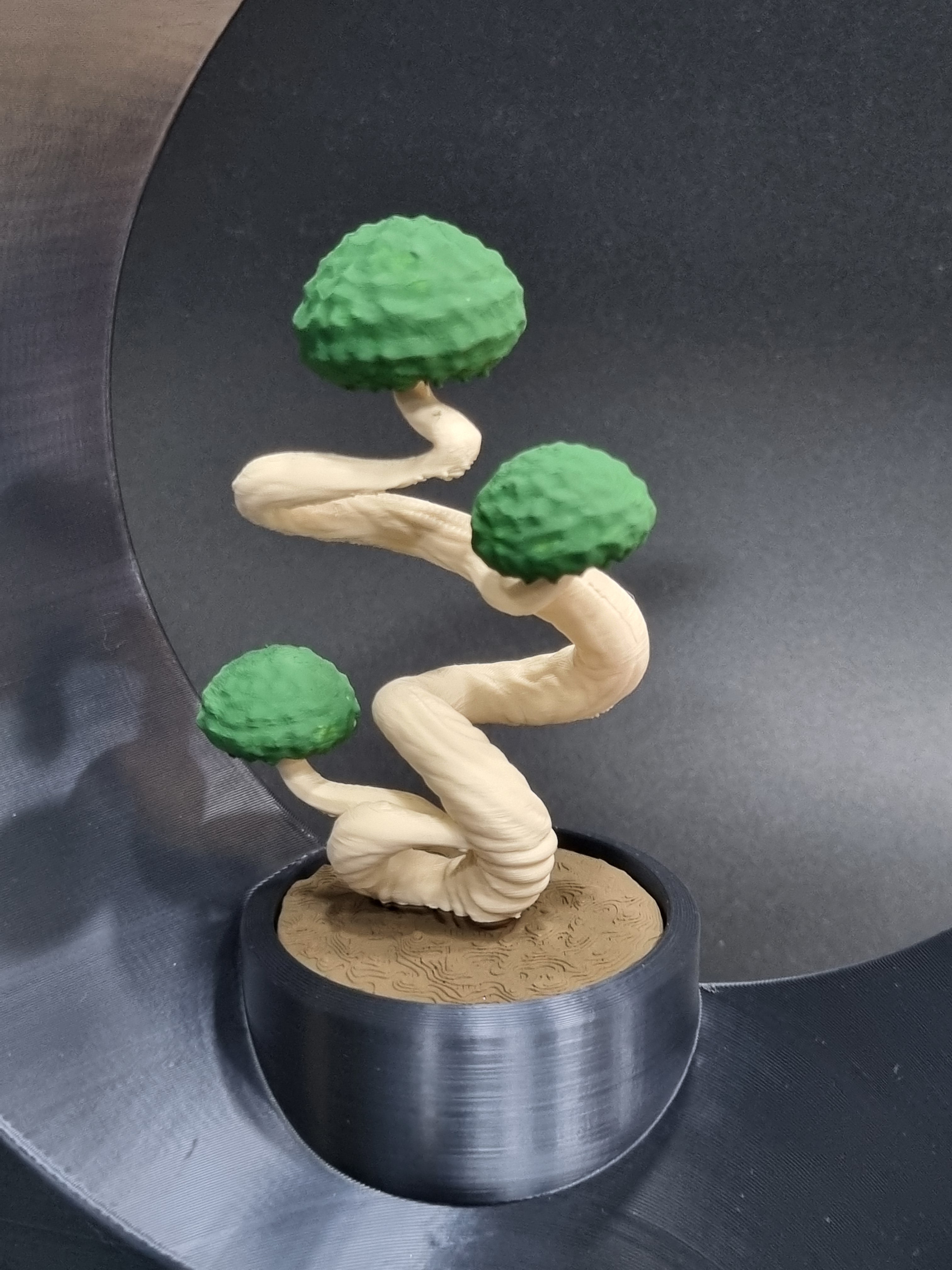 Luna con Bonsai
